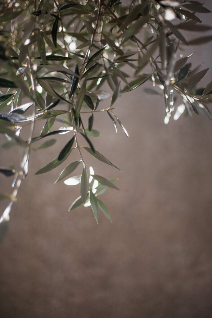 100daysoflumière . feuilles d'olivier à la lumière